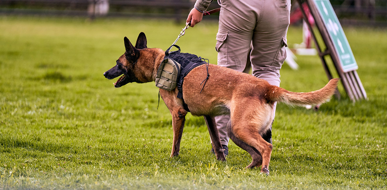 Protective Pre-advance Training Services